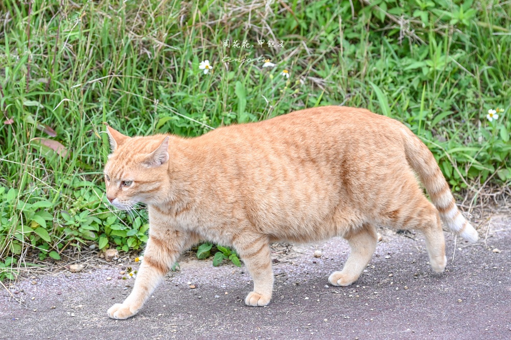 【石垣島景點推薦】南之濱町綠地公園 來石垣島貓島擼貓！200隻貓咪可愛親人可自由餵食