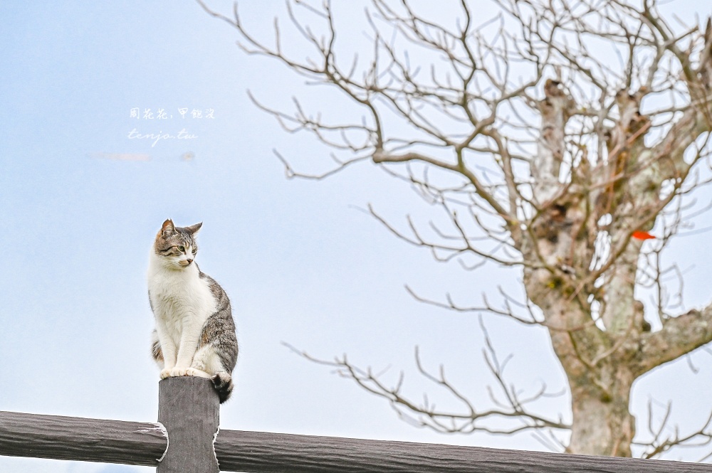 【石垣島景點推薦】南之濱町綠地公園 來石垣島貓島擼貓!200隻貓咪可愛親人可自由餵食 【石垣島景點推薦】南之濱町綠地公園 來石垣島貓島擼貓!200隻貓咪可愛親人可自由餵食