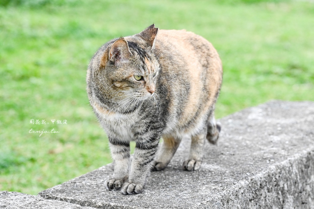 【石垣島景點推薦】南之濱町綠地公園 來石垣島貓島擼貓！200隻貓咪可愛親人可自由餵食