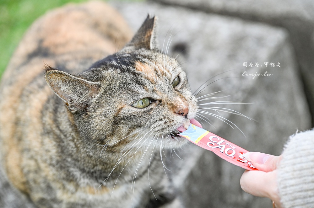 【石垣島景點推薦】南之濱町綠地公園 來石垣島貓島擼貓！200隻貓咪可愛親人可自由餵食