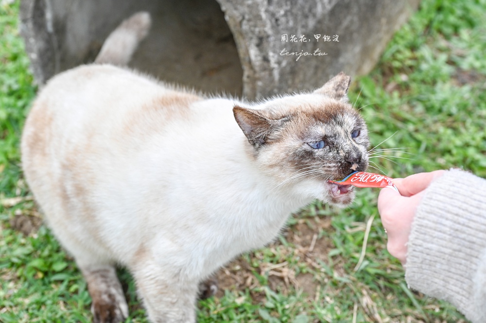 【石垣島景點推薦】南之濱町綠地公園 來石垣島貓島擼貓！200隻貓咪可愛親人可自由餵食