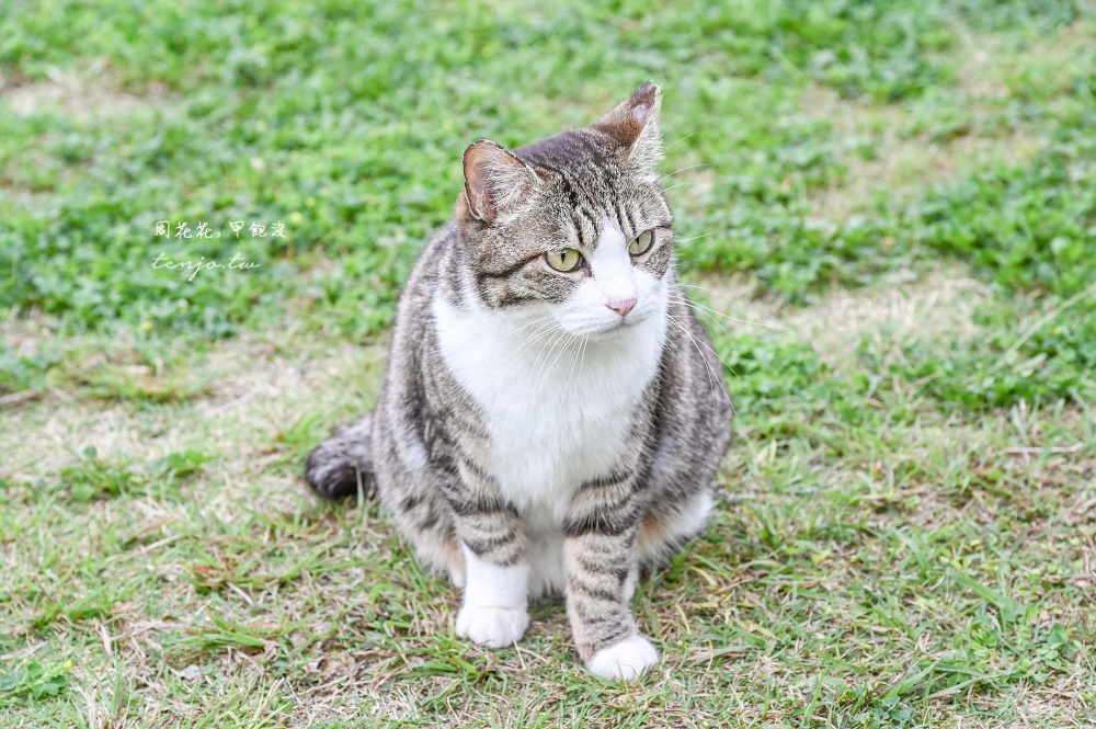 【石垣島景點推薦】南之濱町綠地公園 來石垣島貓島擼貓！200隻貓咪可愛親人可自由餵食