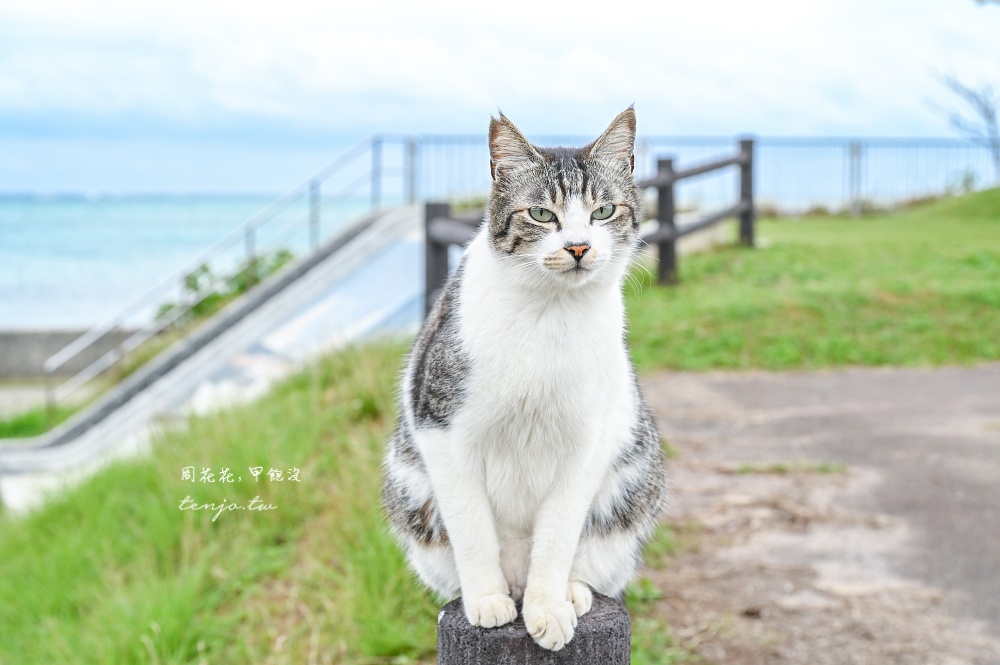 【石垣島景點推薦】南之濱町綠地公園 來石垣島貓島擼貓！200隻貓咪可愛親人可自由餵食