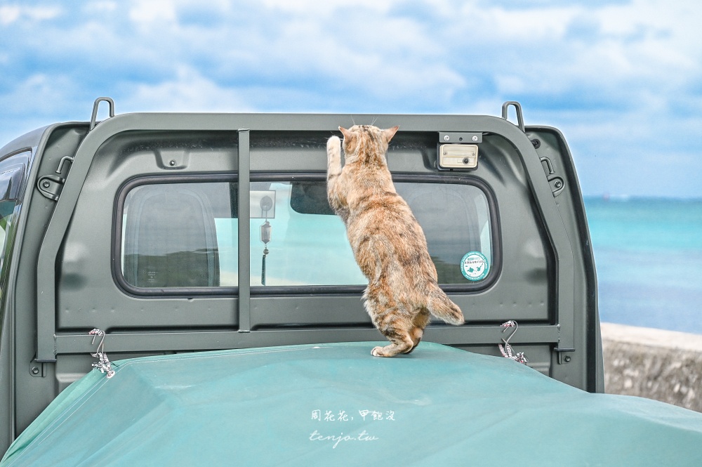 【石垣島景點推薦】南之濱町綠地公園 來石垣島貓島擼貓！200隻貓咪可愛親人可自由餵食