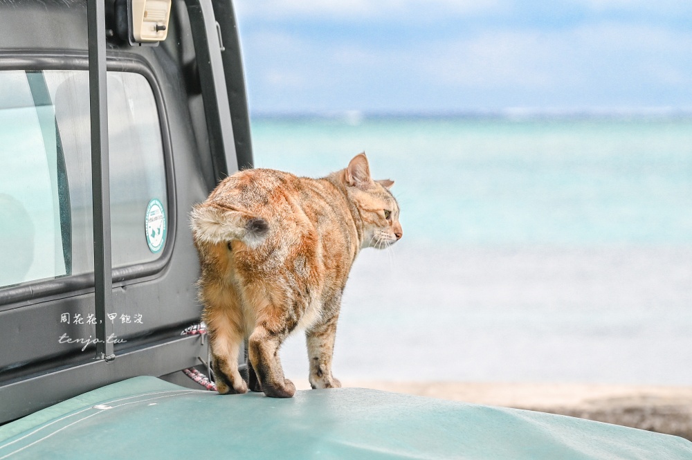 【石垣島景點推薦】南之濱町綠地公園 來石垣島貓島擼貓!200隻貓咪可愛親人可自由餵食 【石垣島景點推薦】南之濱町綠地公園 來石垣島貓島擼貓!200隻貓咪可愛親人可自由餵食