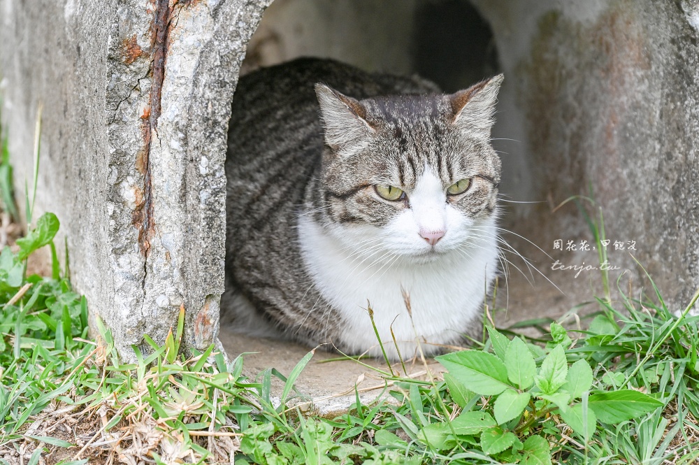 【石垣島景點推薦】南之濱町綠地公園 來石垣島貓島擼貓!200隻貓咪可愛親人可自由餵食 【石垣島景點推薦】南之濱町綠地公園 來石垣島貓島擼貓!200隻貓咪可愛親人可自由餵食