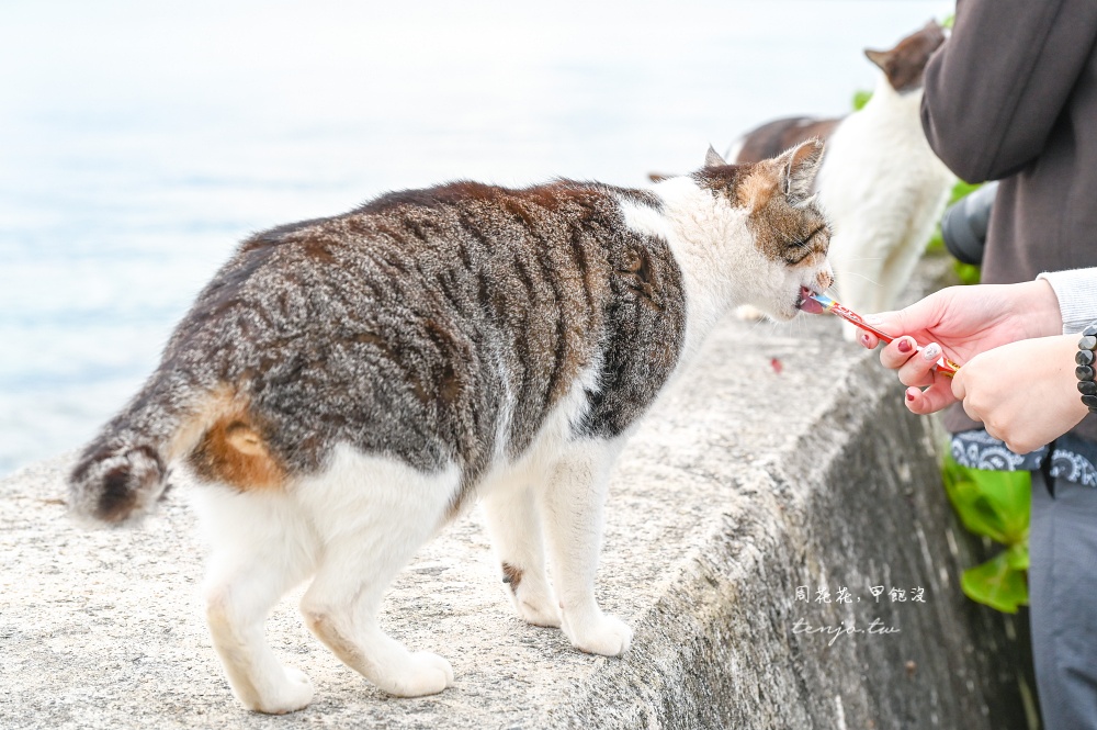 【石垣島景點推薦】南之濱町綠地公園 來石垣島貓島擼貓！200隻貓咪可愛親人可自由餵食