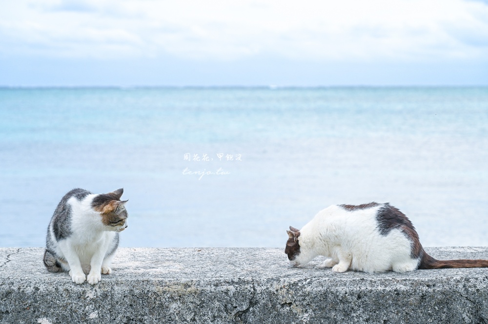 【石垣島景點推薦】南之濱町綠地公園 來石垣島貓島擼貓!200隻貓咪可愛親人可自由餵食 【石垣島景點推薦】南之濱町綠地公園 來石垣島貓島擼貓!200隻貓咪可愛親人可自由餵食