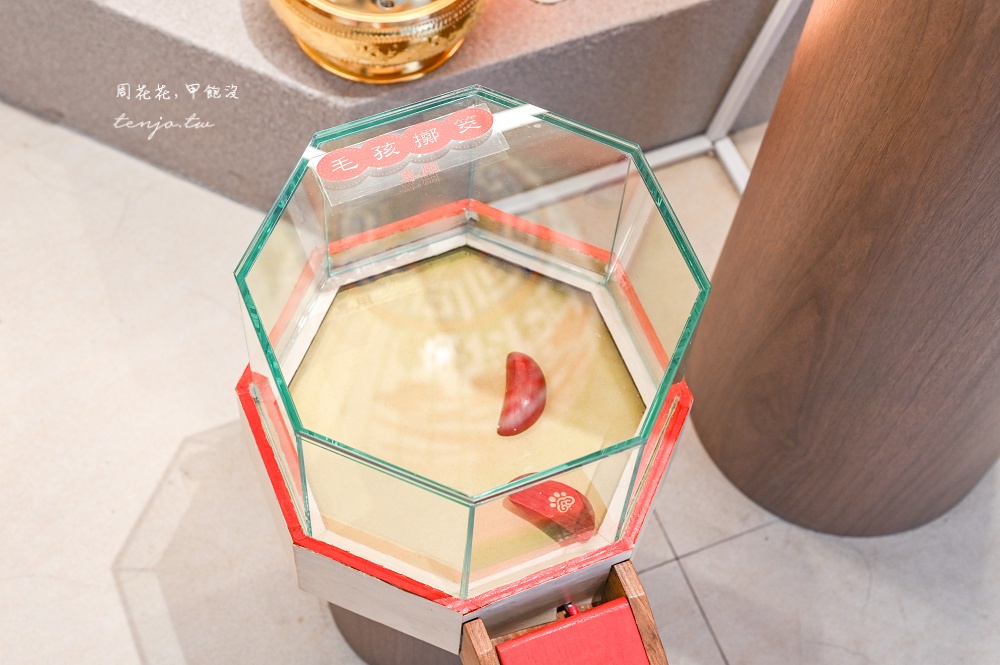 【寵佑宮】台灣第一間寵物專屬宮廟！保生大帝保佑毛小孩健康平安台北寵物友善宮廟推薦