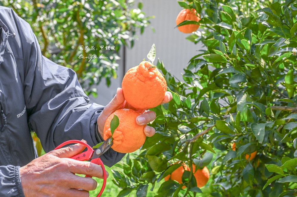【和歌山景點推薦】秋津野ガルテン 舊校舍改建柑橘天堂！採水果體驗品嚐橘子聖代可麗餅