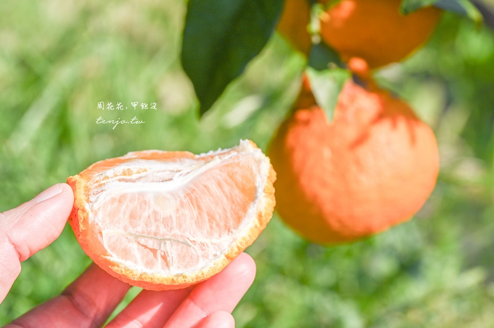 【和歌山景點推薦】秋津野ガルテン 舊校舍改建柑橘天堂！採水果體驗品嚐橘子聖代可麗餅