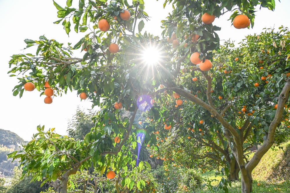 【和歌山景點推薦】秋津野ガルテン 舊校舍改建柑橘天堂!採水果體驗品嚐橘子聖代可麗餅 【和歌山景點推薦】秋津野ガルテン 舊校舍改建柑橘天堂!採水果體驗品嚐橘子聖代可麗餅