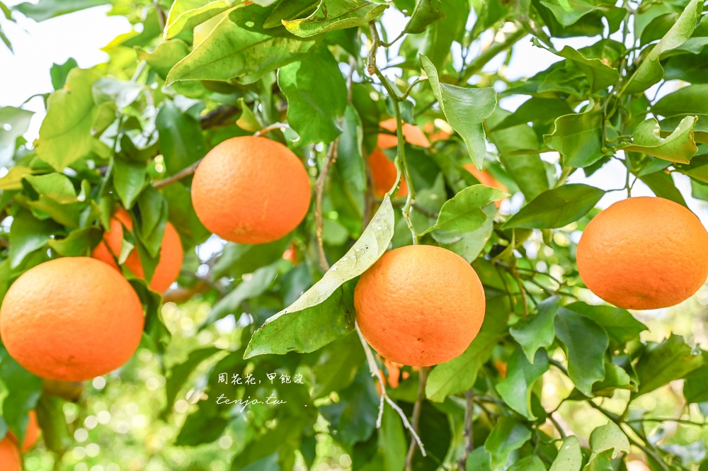 【和歌山景點推薦】秋津野ガルテン 舊校舍改建柑橘天堂！採水果體驗品嚐橘子聖代可麗餅