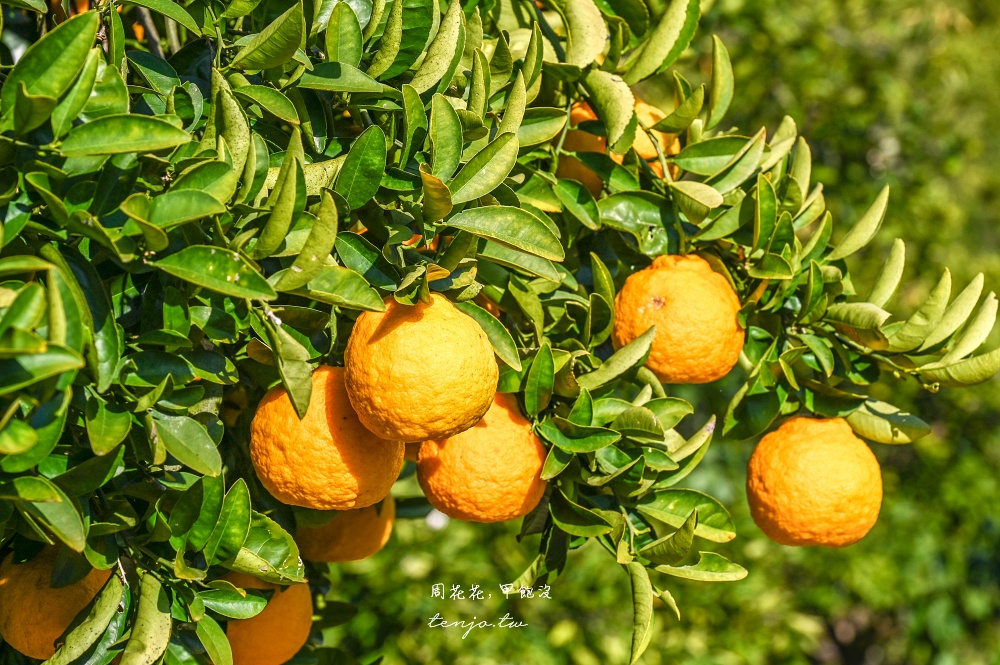 【和歌山景點推薦】秋津野ガルテン 舊校舍改建柑橘天堂!採水果體驗品嚐橘子聖代可麗餅 【和歌山景點推薦】秋津野ガルテン 舊校舍改建柑橘天堂!採水果體驗品嚐橘子聖代可麗餅