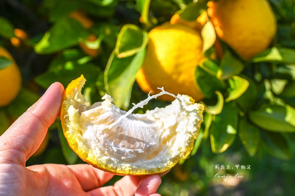 【和歌山景點推薦】秋津野ガルテン 舊校舍改建柑橘天堂！採水果體驗品嚐橘子聖代可麗餅