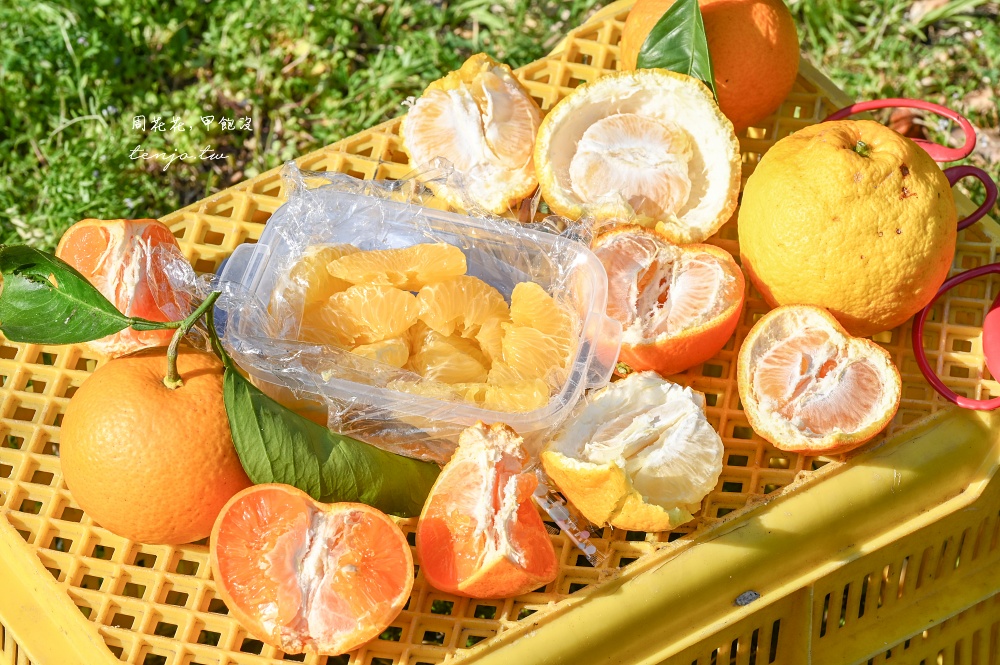 【和歌山景點推薦】秋津野ガルテン 舊校舍改建柑橘天堂!採水果體驗品嚐橘子聖代可麗餅 【和歌山景點推薦】秋津野ガルテン 舊校舍改建柑橘天堂!採水果體驗品嚐橘子聖代可麗餅