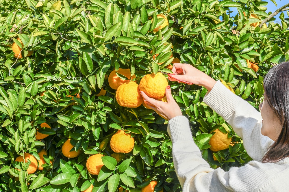 【和歌山景點推薦】秋津野ガルテン 舊校舍改建柑橘天堂!採水果體驗品嚐橘子聖代可麗餅 【和歌山景點推薦】秋津野ガルテン 舊校舍改建柑橘天堂!採水果體驗品嚐橘子聖代可麗餅