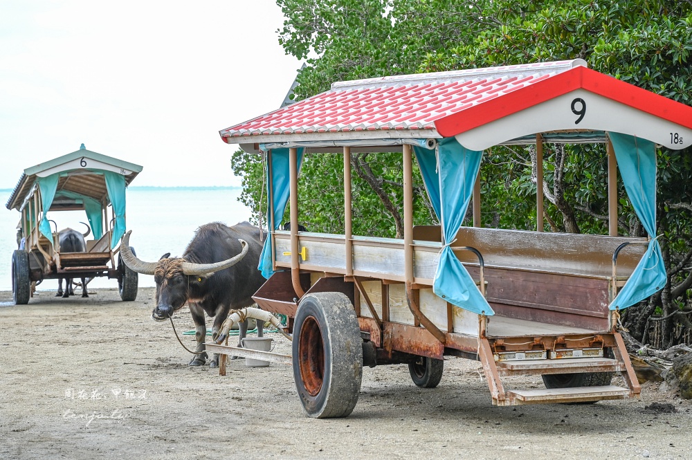 【石垣島景點推薦】由布島水牛車體驗!聽三線演奏渡水到由布島亞熱帶植物樂園看蝴蝶 【石垣島景點推薦】由布島水牛車體驗!聽三線演奏渡水到由布島亞熱帶植物樂園看蝴蝶