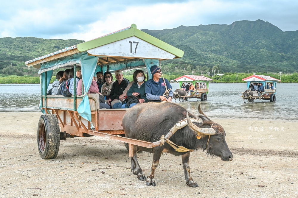 【石垣島景點推薦】由布島水牛車體驗！聽三線演奏渡水到由布島亞熱帶植物樂園看蝴蝶 @周花花，甲飽沒