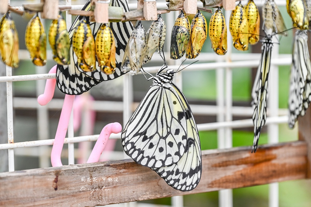 【石垣島景點推薦】由布島水牛車體驗！聽三線演奏渡水到由布島亞熱帶植物樂園看蝴蝶