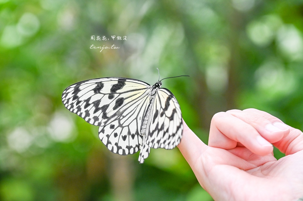 【石垣島景點推薦】由布島水牛車體驗！聽三線演奏渡水到由布島亞熱帶植物樂園看蝴蝶