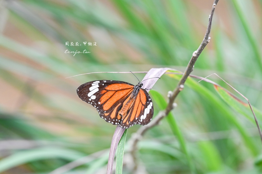 【石垣島景點推薦】由布島水牛車體驗!聽三線演奏渡水到由布島亞熱帶植物樂園看蝴蝶 【石垣島景點推薦】由布島水牛車體驗!聽三線演奏渡水到由布島亞熱帶植物樂園看蝴蝶