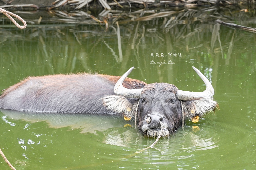 【石垣島景點推薦】由布島水牛車體驗!聽三線演奏渡水到由布島亞熱帶植物樂園看蝴蝶 【石垣島景點推薦】由布島水牛車體驗!聽三線演奏渡水到由布島亞熱帶植物樂園看蝴蝶
