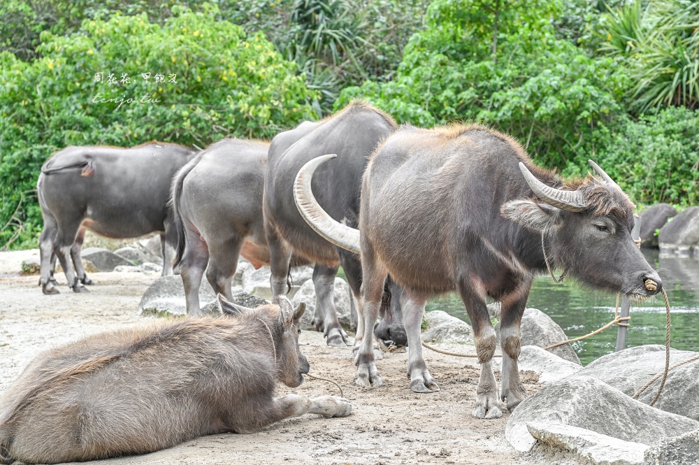 【石垣島景點推薦】由布島水牛車體驗！聽三線演奏渡水到由布島亞熱帶植物樂園看蝴蝶