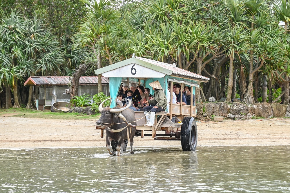 【石垣島景點推薦】由布島水牛車體驗!聽三線演奏渡水到由布島亞熱帶植物樂園看蝴蝶 【石垣島景點推薦】由布島水牛車體驗!聽三線演奏渡水到由布島亞熱帶植物樂園看蝴蝶