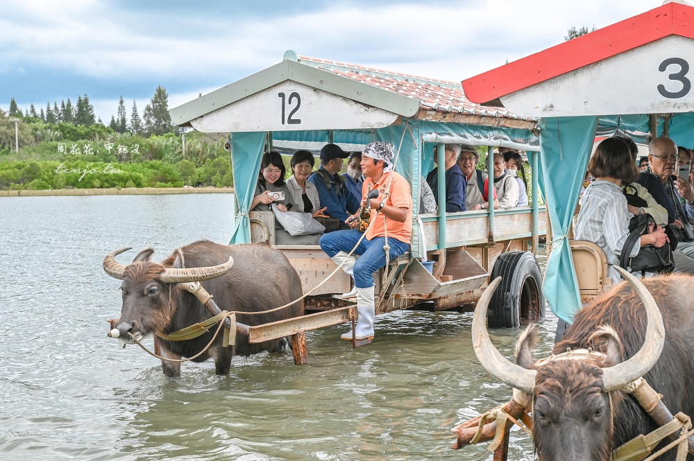 【石垣島景點推薦】由布島水牛車體驗！聽三線演奏渡水到由布島亞熱帶植物樂園看蝴蝶