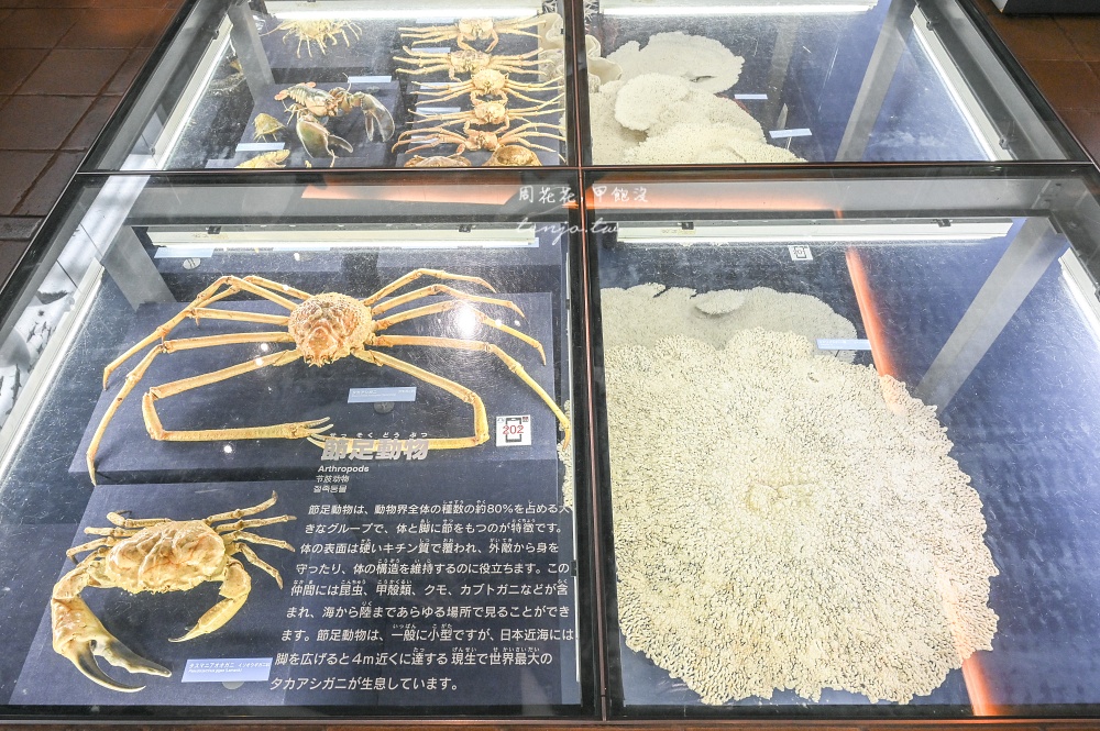 【北九州市立自然歷史博物館】西日本規模最大收藏品超過9,000件！恐龍迷必訪門票便宜
