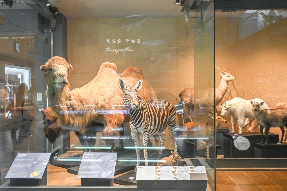 【北九州市立自然歷史博物館】西日本規模最大收藏品超過9,000件！恐龍迷必訪門票便宜