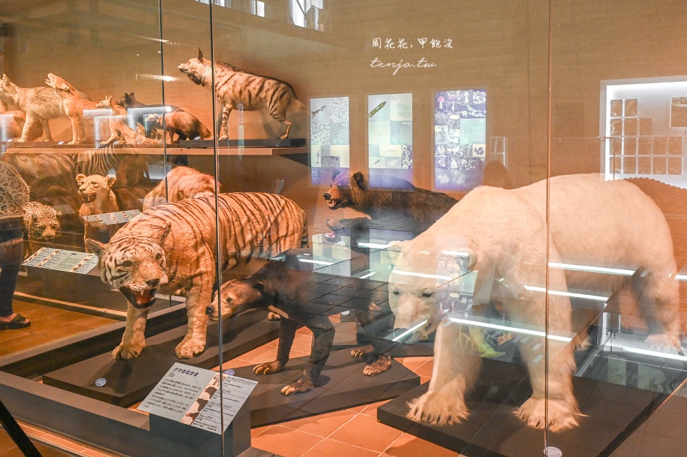 【北九州市立自然歷史博物館】西日本規模最大收藏品超過9,000件！恐龍迷必訪門票便宜