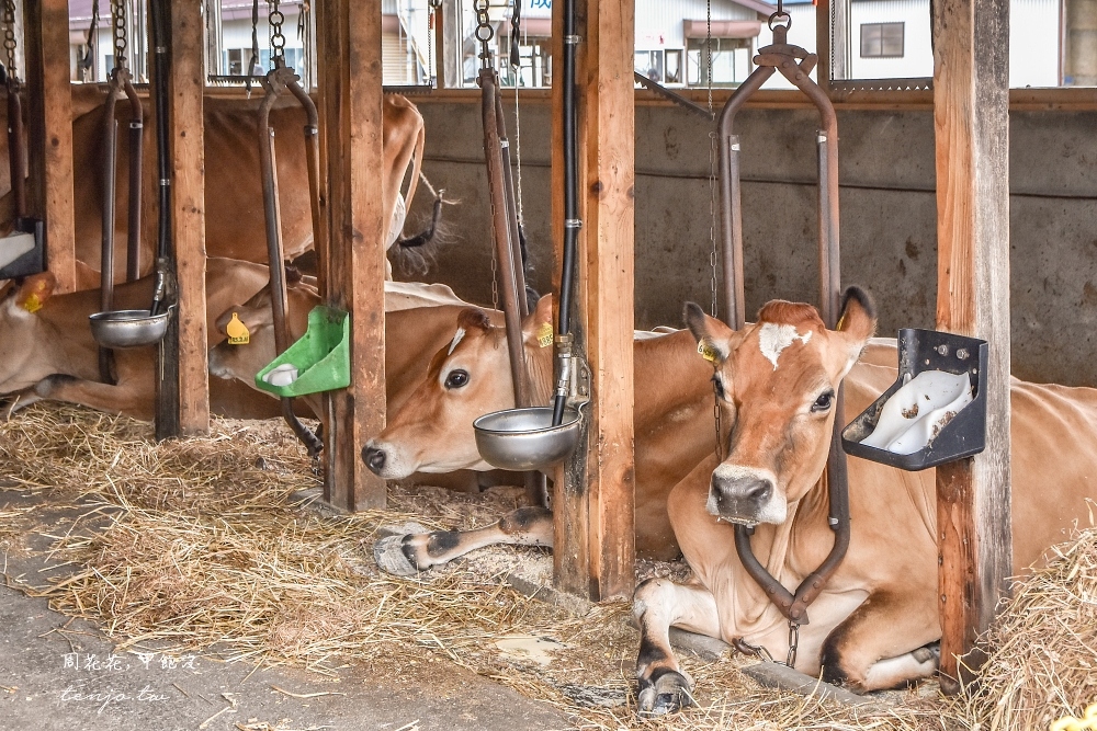 【北海道美食】大沼公園山川牧場 特濃牛乳、牛乳奶昔超級好喝！函館最具代表性牛奶品牌