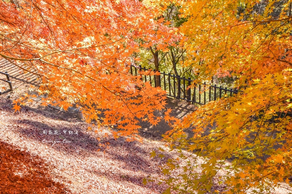 【山梨縣景點】新倉富士淺間神社 絕美富士山景！河口湖紅葉櫻花景點推薦一日遊交通方便