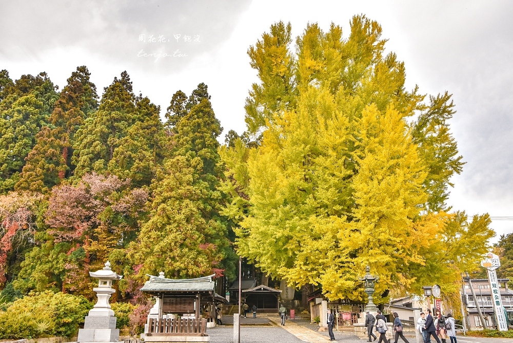 【日本山形景點】山形熊野大社 來結緣聖地找兔子求好姻緣！900年巨大銀杏樹秋天超級美