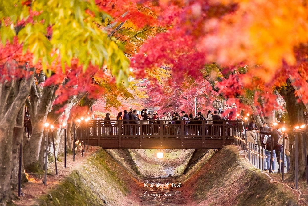 【富士山楓葉景點】河口湖紅葉迴廊 漫步紅葉隧道夜間點燈超浪漫！紅葉祭賞楓怎麼去交通 @周花花，甲飽沒