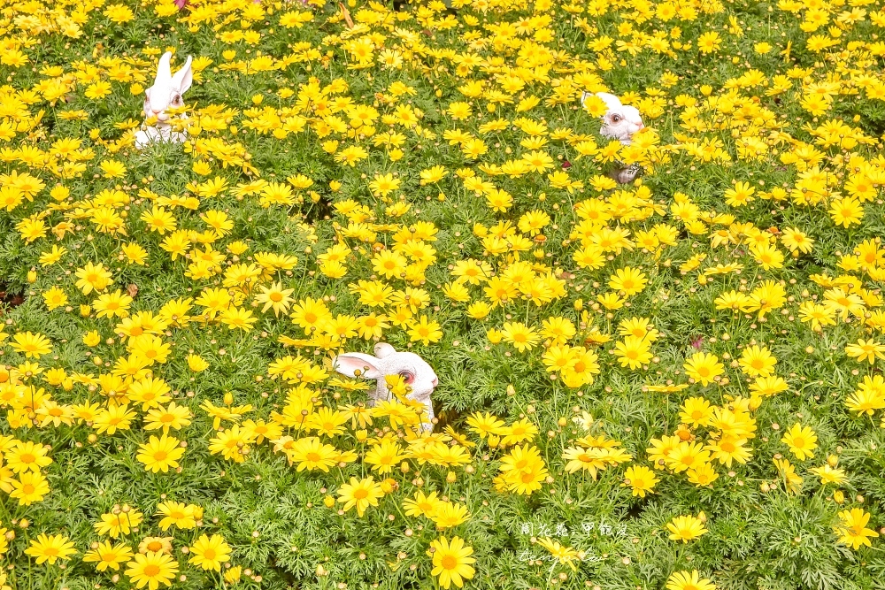 【台北景點】大安森林公園繡球花季杜鵑花季：2023年最新花展花況，交通資訊走幾號出口