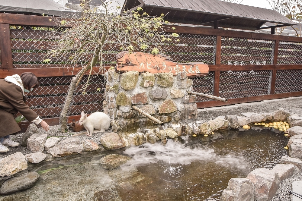 【宜蘭三星景點】張美阿嬤農場 水豚君、小鹿斑比、草泥馬、笑笑羊零距離餵食體驗DIY